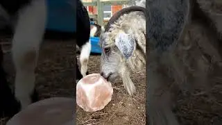 Licking the salt stone❤