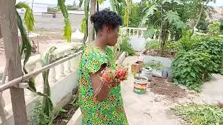 Esposa Apanhando a Pitaya no Vaso do terra&ccedil;o