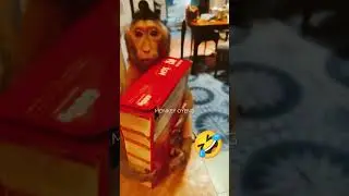 ADORABLE CUTE LITTLE BABY MONKEY LOVE MILK @monkeyoyeng #shorts #viral #trending #youtube #love