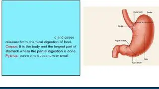 THE STOMACH 