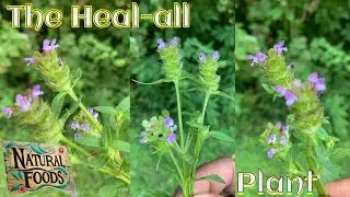 Heal all plant, scientific name: Prunella vulgaris