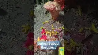 curiosity about the object#curiosity #amazing