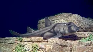 Underwater world at the Lisbon Oceanarium