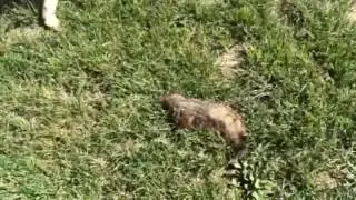 Dead Groundhog In My Yard