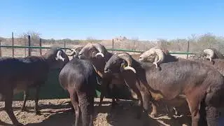 Amazing Damara sheep bred in KZN