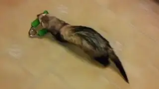 Ferrets Stealing Stuff Compilation 2013