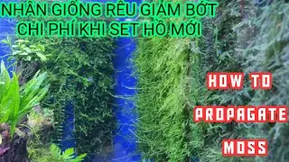 Hướng dẫn nh&acirc;n giống r&ecirc;u thủy sinh | R&ecirc;u mini taiwan, r&ecirc;u java, | Guide to propagate aquatic mosses