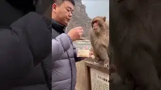 #monkey Man Shares Cake with #Wild Monkey, Internet Can&rsquo;t Stop #Laughing