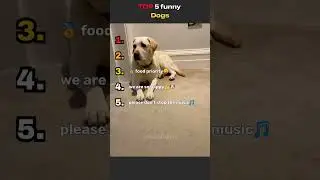 TOP 5 funny dogs 2😁🤣​❤️#funny #petsrule #pets #doggielife #cutedog #retreiver #doglife #puppy #cute