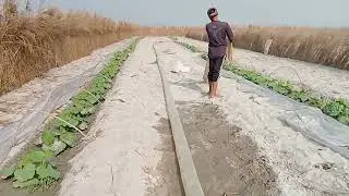 Water pump 8hp magchin Diesel engine se pumpkin cucumber sichai#farming#trending#farmerlifeindia