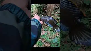 CHANNA LIMBATA TERBESAR 🔥🔥🔥