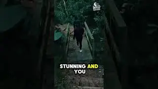 Virginia Bush Trail 🌿Step into Durban&rsquo;s secret jungle! #viralshorts #cinematic #durbanhikes