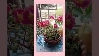 pink portulaca🪴🪴 #shorts#nature#beautifull 🫶