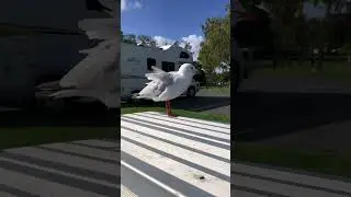 Seagull calls back to it's friend #short #shorts #birds