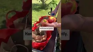 (ПОЛНОЕ ВИДЕО ОПУБЛИКОВАНО!) 🍎🍏 Хранение свежих яблок в течение целого года!