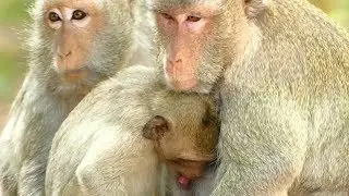 Pity Janet Monkey Try Feeding | Janna No Give Milk Janet Feeding | Sounds Monkey