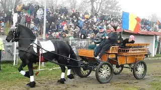 BOBOTEAZA LA FETESTI 2026 DIN JUDETUL IALOMITA - CAI SI ATELAJE