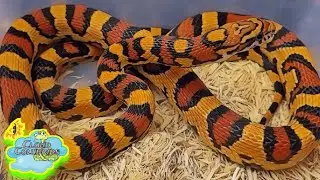 My Snake Collection 2023, Feeding my Snakes and showing a surprise gift I received.