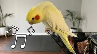 Male cockatiel singing sounds 
