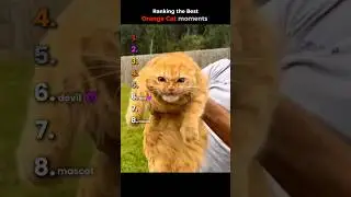 Ranking the Best Orange Cat Moments