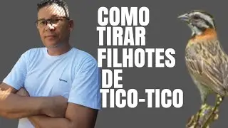 COMO TIRAR FILHOTES DE TICO-TICO