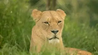 African Roots Reggae for Meditation & Peace