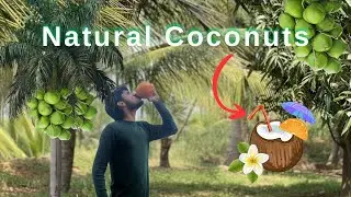 Natural Coconuts | Hunt | Farm House | Maisamma Temple | #cocnut#treding#viralvideo#suggestion