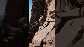 Unbelievable footage of ibex scaling a cliff. #Wildlife