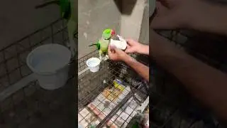 Mene Bunty Ko Dara Diya &ndash; Uska Reaction Dekho 😂🦜#viralvideo #viral #buntybubbli #birds