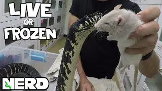 DEBATE - LIVE FEEDING YOUR SNAKE?
