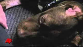 First Person: Pet Lovers Step Up for Abused Dog