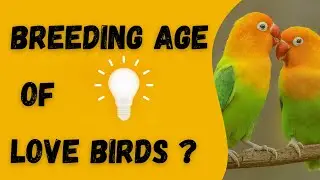 Love Birds Breeding Age | When is the Right Time to Start Breeding? | Breading Season 2023-2024