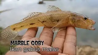 Review ikan gabus malas (boboso, betutu, mbong, gabus pasir, Oxyeleotris marmorata, marble goby)