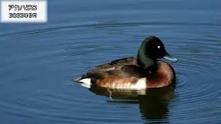 アカハジロ Baer's pochard （Aythya baeri）【IUCN R.L. CR】