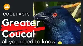Greater Coucal facts 🦅 Crow Pheasant 🦅 cuckoo family