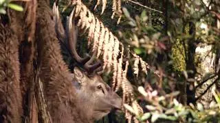How to call a Stag in with Hind call - he came in to 5 metres!!!