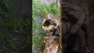 Calinya claiming on the tree 🌳 #like #cat #music 😺❤️🐈🤣👍