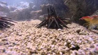 Sea Urchin Time lapse