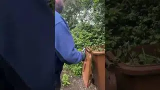 Trimming the Choisya plant to protect from mildew #shorts #gardening #timelapse  #fast #satisfying
