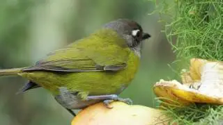 Common Chlorospingus