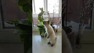 #shorts  #cat #beauty #archi #natural products 100℅.RA🌏