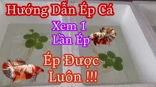 Hướng Dẫn E.P C&aacute; Betta Xem Một Lần &Eacute;p Được Lu&ocirc;n Cho Người Mới Chơi .