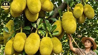 How Thai Farmers Harvest and Process Millions of Jackfruit | Agricultural Documentary