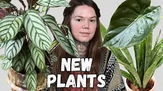 Неожиданная партия комнатных растений от Morrisons UK