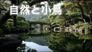 【朝の作業用】自律神経を整える森の自然音。小鳥の歌声と柔らかな光の中で集中｜Deep Relaxing Nature Sounds