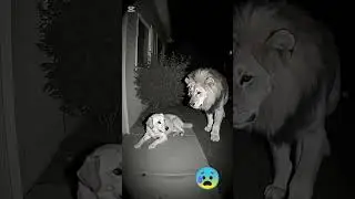 This cold moment 🤯 #lion #viralshorts