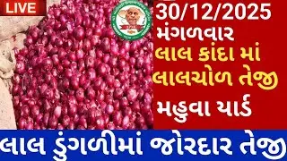 લાલ કાંદામાં લાલ ચોળ તેજી||મહુવા માર્કેટિંગ યાર્ડ||apmc mahuva||લાઈવ હરરાજી આજના તાજા બજાર ભાવ