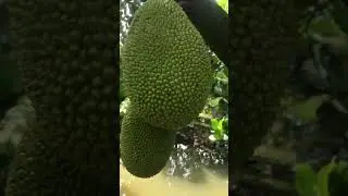 Tưới lớn trái cho mit thai,trung vi lượng+npk cân bằng ,humic 9999,metalaxy.