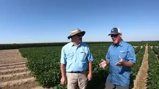 Soybean Irrigation