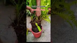 Make more Boston fern plant easily #shortfeed #gardeningideas #gorakhpurgarden #viralsorts